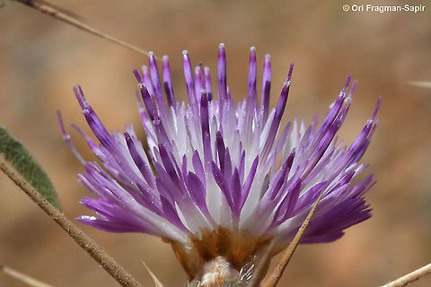 Centaurea iberica  Centaurea iberica,Geotagged,Iberian knapweed,Spring