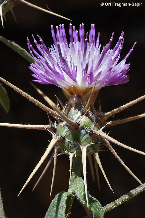 Centaurea iberica  Centaurea iberica,Geotagged,Iberian knapweed,Spring