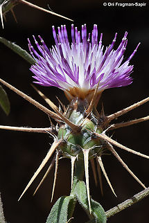 Centaurea iberica  Centaurea iberica,Geotagged,Iberian knapweed,Spring