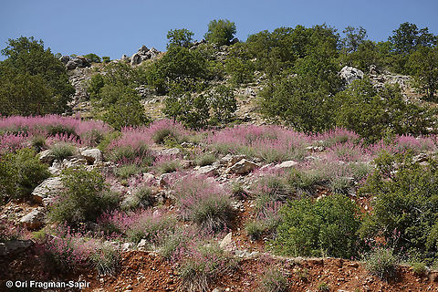 Centranthus longiflorus  Centranthus longiflorus,Geotagged,Spring