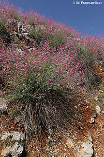 Centranthus longiflorus  Centranthus longiflorus,Geotagged,Spring