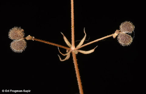Galium spurium  Galium spurium,Geotagged,Spring