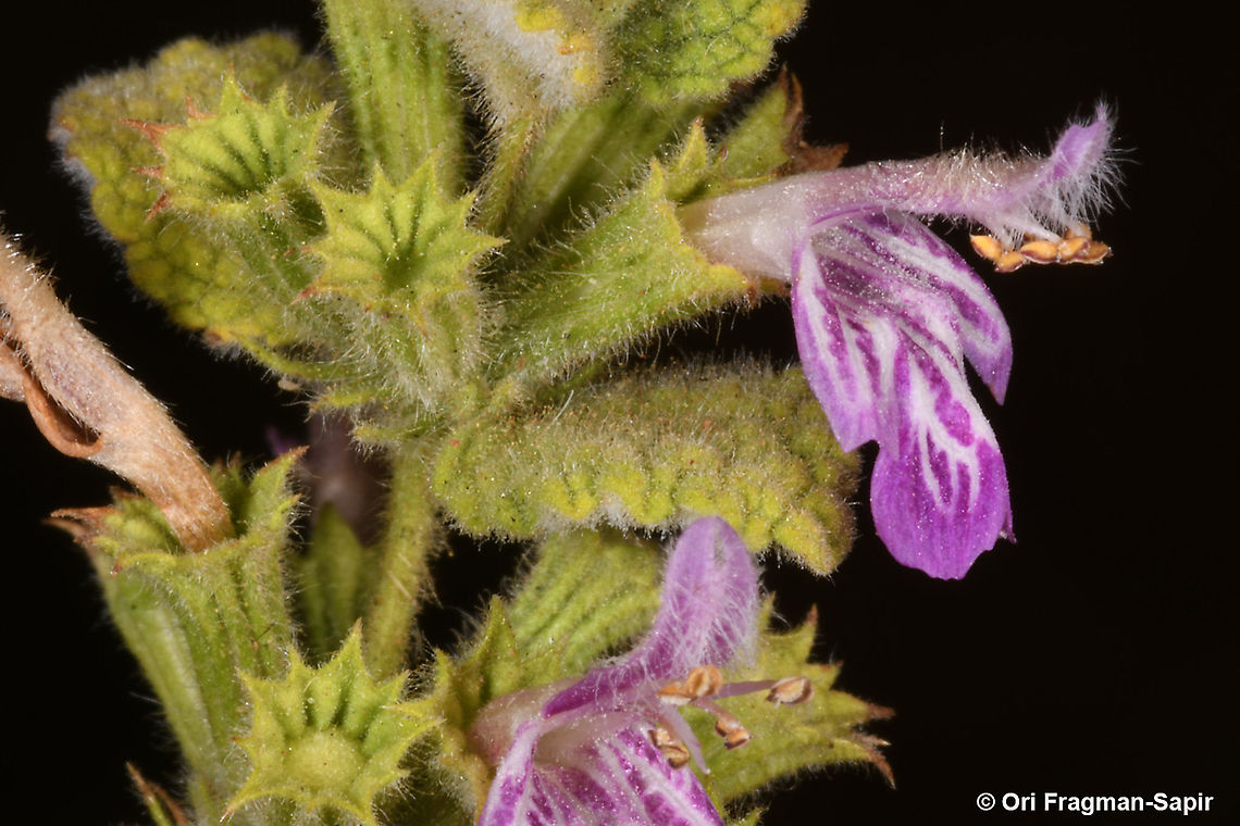 Ballota saxatilis  Ballota saxatilis