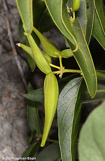 Vincetoxicum dionysiense  Geotagged,Spring,Vincetoxicum dionysiense