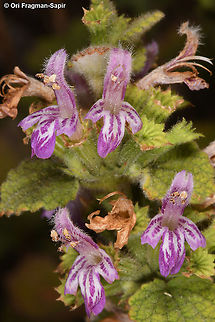 Ballota saxatilis  Ballota saxatilis