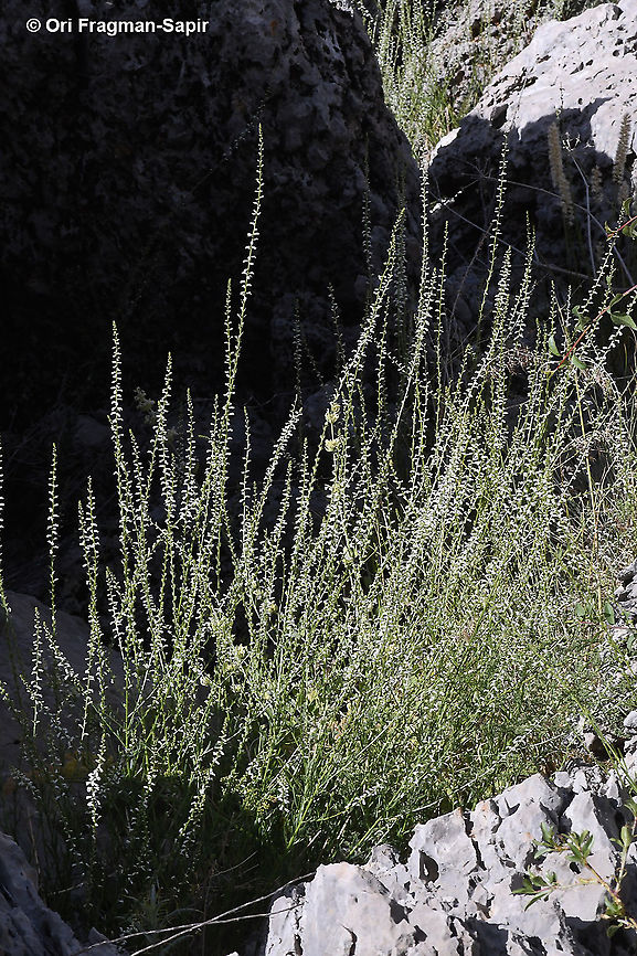 Anarrhinum forskahlii  Anarrhinum forskahlii,Geotagged,Spring