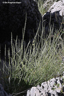 Anarrhinum forskahlii  Anarrhinum forskahlii,Geotagged,Spring
