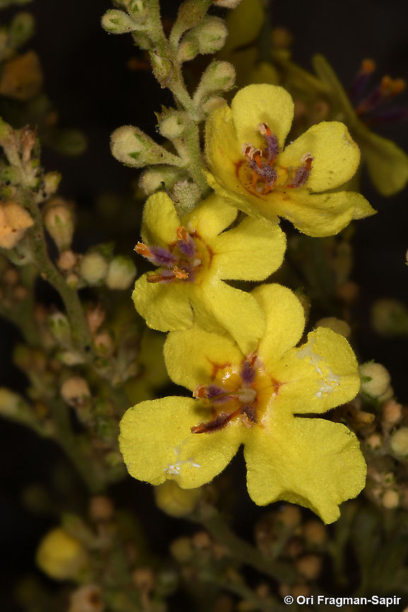 Verbascum gaillardotii  Geotagged,Spring,Verbascum gaillardotii