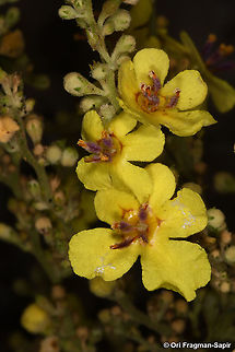 Verbascum gaillardotii  Geotagged,Spring,Verbascum gaillardotii