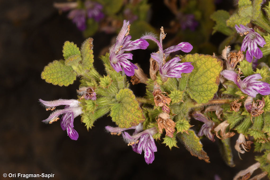 Ballota saxatilis  Ballota saxatilis,Geotagged,Spring