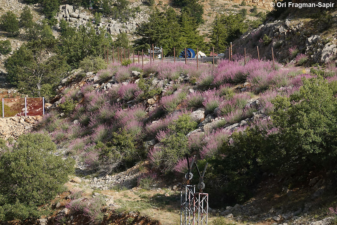 Centranthus longiflorus  Centranthus longiflorus