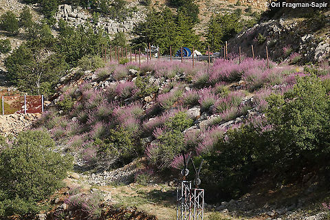 Centranthus longiflorus  Centranthus longiflorus