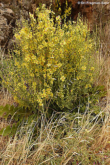 Verbascum gaillardotii  Geotagged,Spring,Verbascum gaillardotii