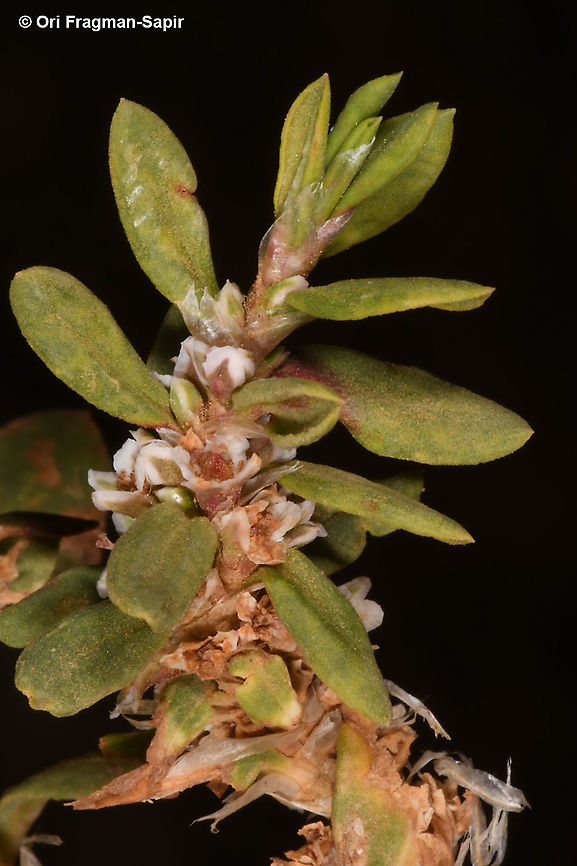 Polygonum cognatum  Geotagged,Indian Knotgrass,Polygonum cognatum,Spring