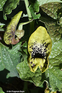 Party-colored birthwort