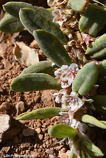 Polygonum cognatum  Geotagged,Indian Knotgrass,Polygonum cognatum,Spring