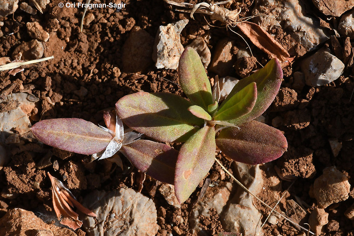 Polygonum cognatum  Geotagged,Indian Knotgrass,Polygonum cognatum,Spring