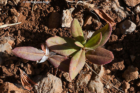 Polygonum cognatum  Geotagged,Indian Knotgrass,Polygonum cognatum,Spring