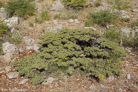 Astragalus echinus  Astragalus echinus,Geotagged,Spring