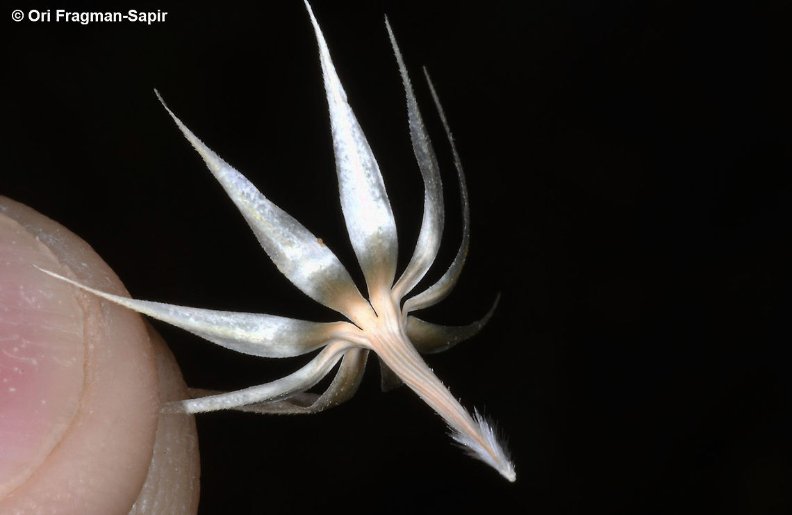 Chardinia orientalis  Chardinia,Chardinia orientalis,Geotagged,Spring