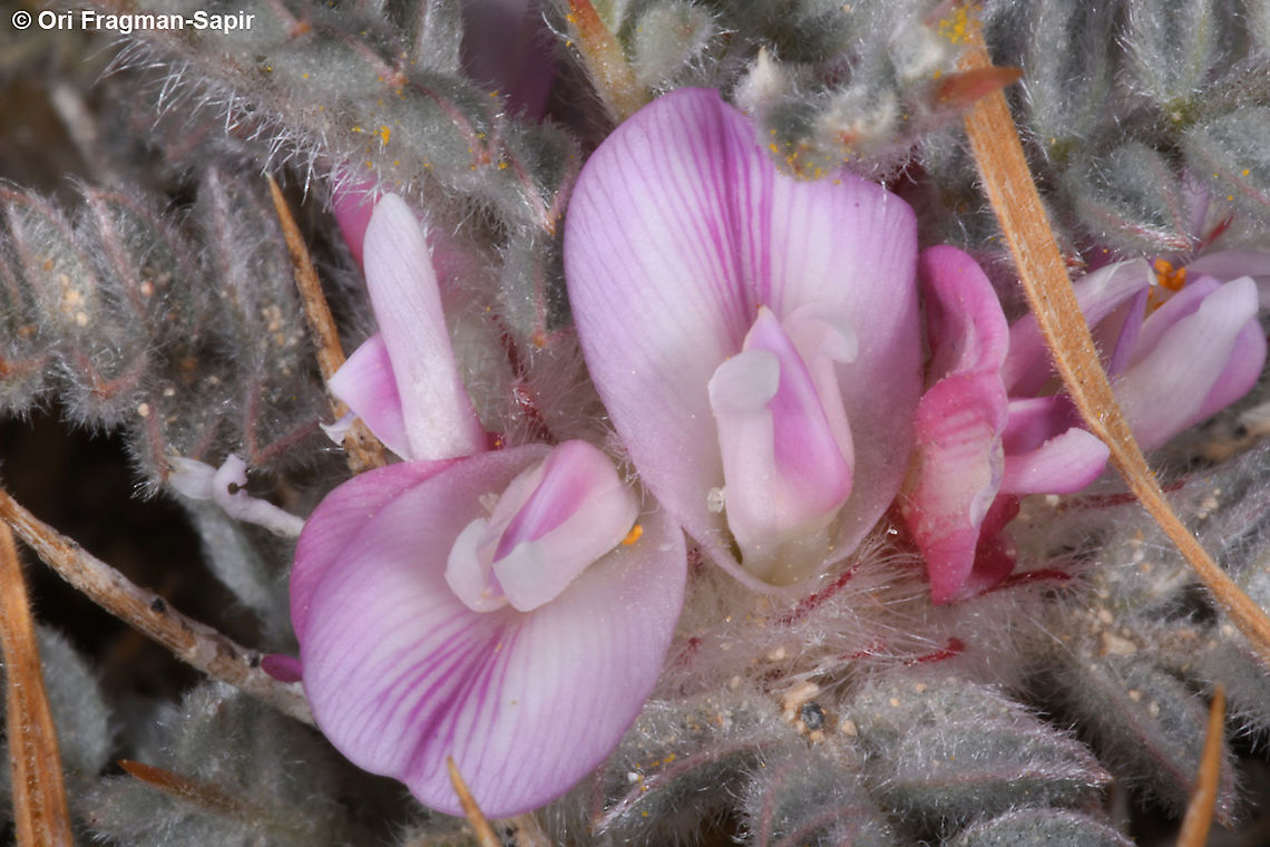 Astragalus cruentiflorus  Astragalus cruentiflorus,Geotagged,Spring