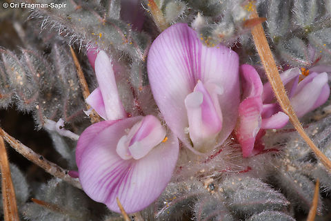 Astragalus cruentiflorus  Astragalus cruentiflorus,Geotagged,Spring