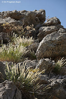 Melica persica  Geotagged,Melica persica,Spring