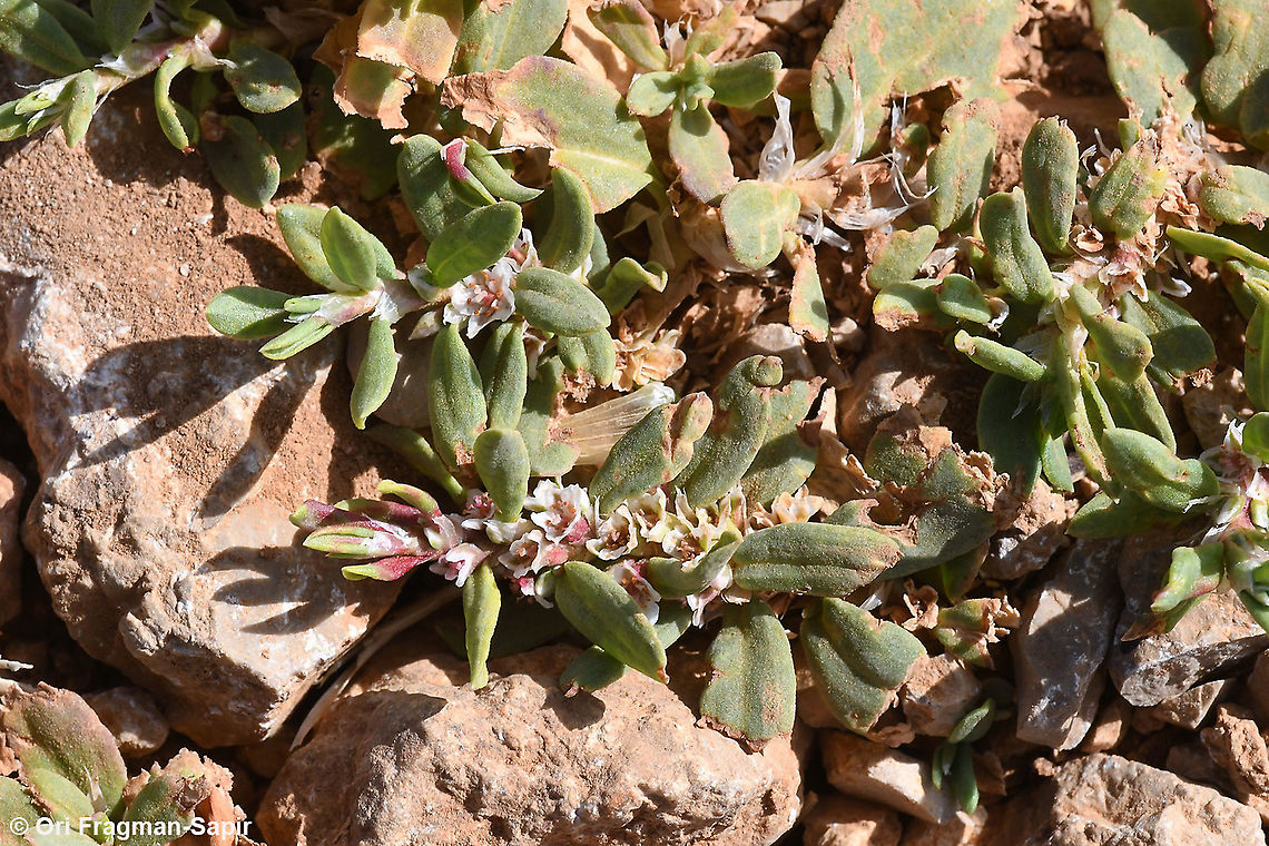 Polygonum cognatum  Geotagged,Indian Knotgrass,Polygonum cognatum,Spring
