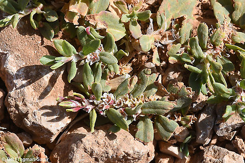 Polygonum cognatum  Geotagged,Indian Knotgrass,Polygonum cognatum,Spring