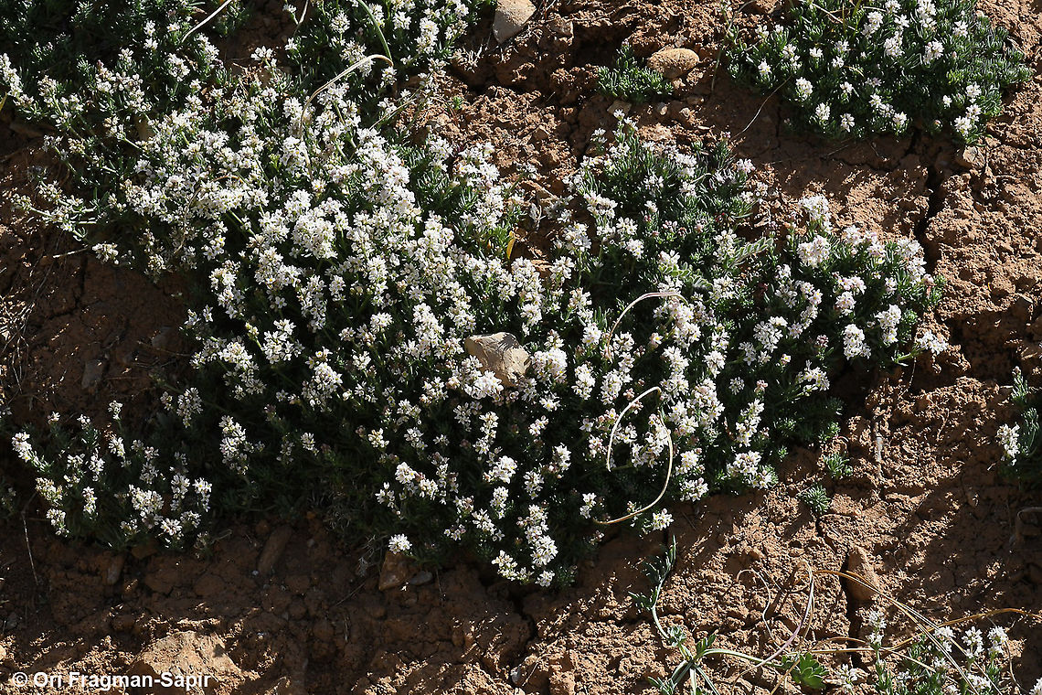 Galium incanum  Galium incanum,Geotagged,Spring