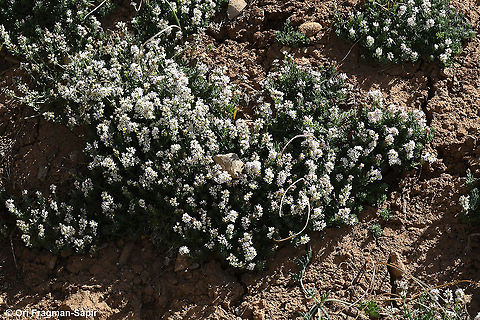 Galium incanum  Galium incanum,Geotagged,Spring