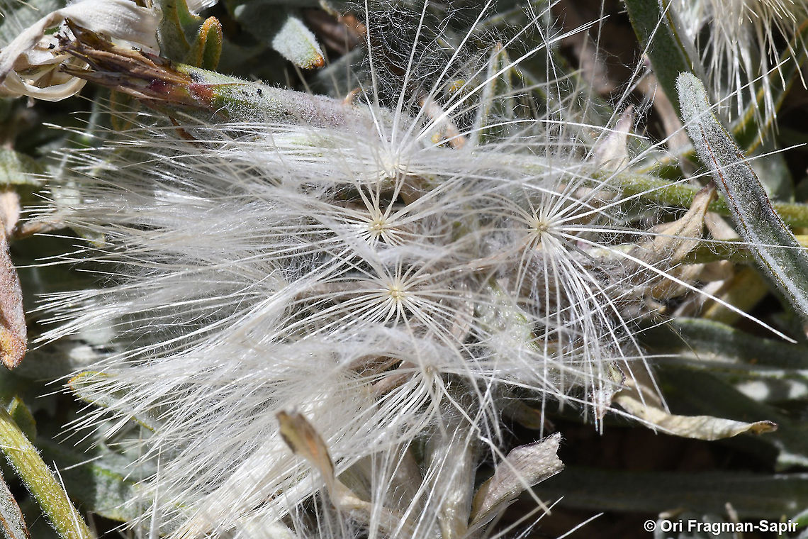 Scorzonera meyeri  Geotagged,Scorzonera meyeri,Spring