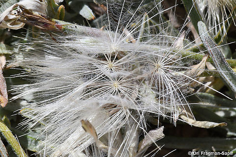 Scorzonera meyeri  Geotagged,Scorzonera meyeri,Spring