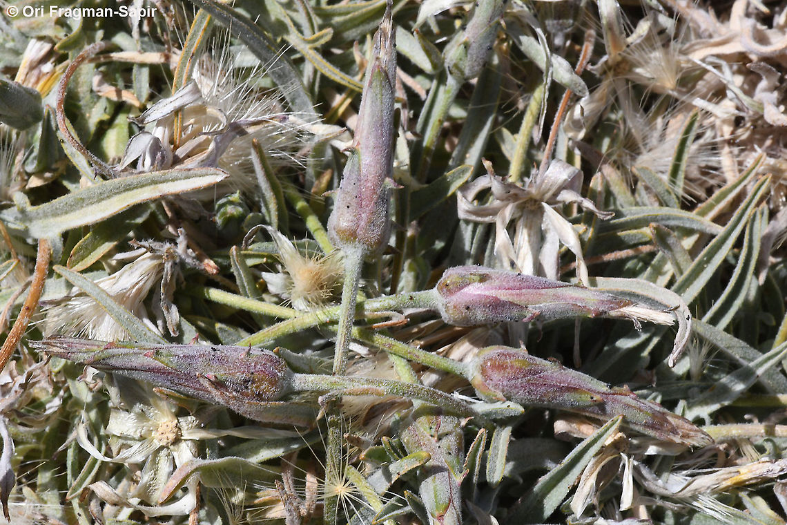 Scorzonera meyeri  Geotagged,Scorzonera meyeri,Spring