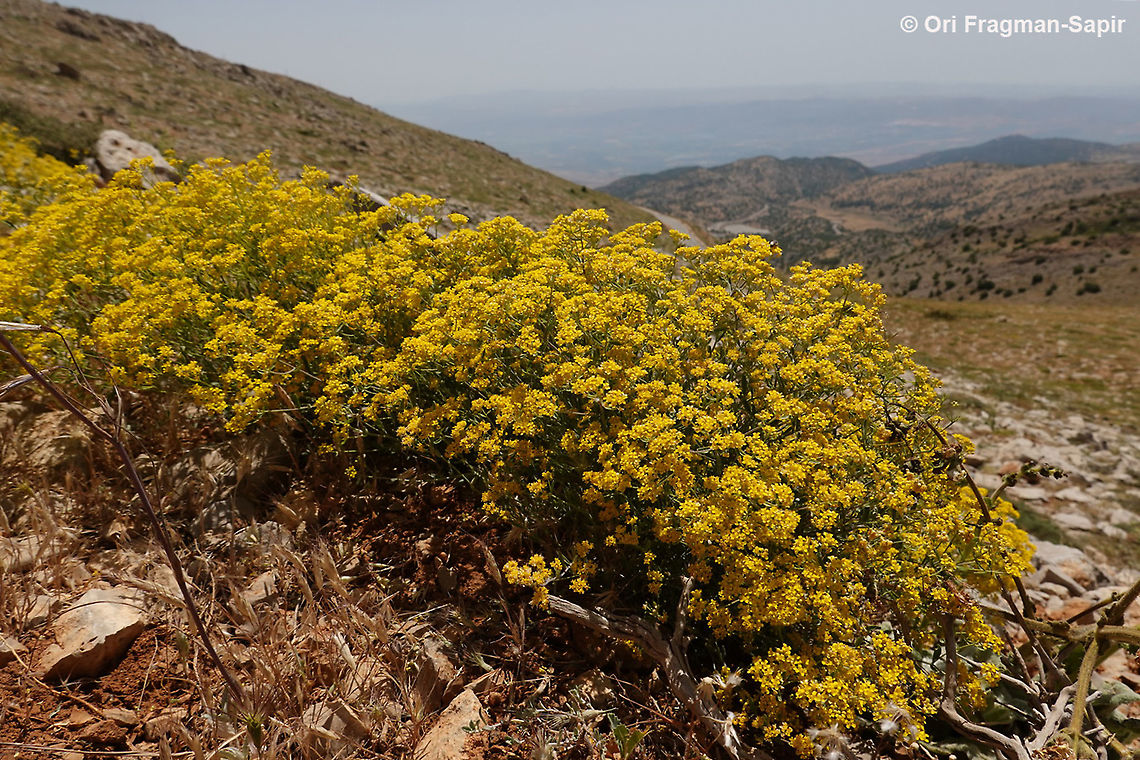 Alyssum murale  Alyssum murale,Geotagged,Spring
