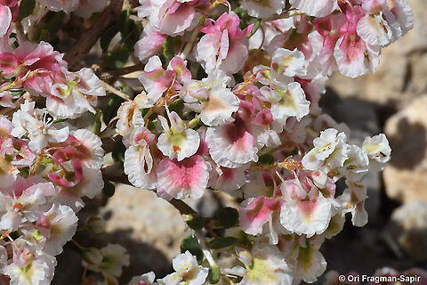 Atraphaxis billardierei  Atraphaxis billardierei,Geotagged,Spring
