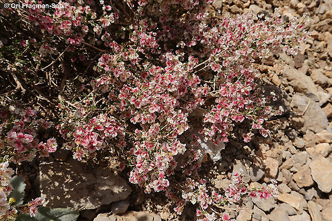Atraphaxis billardierei  Atraphaxis billardierei,Geotagged,Spring
