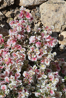 Atraphaxis billardierei  Atraphaxis billardierei,Geotagged,Spring