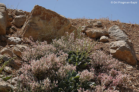Atraphaxis billardierei  Atraphaxis billardierei,Geotagged,Spring