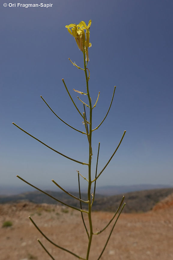 Erysimum verrucosum  Erysimum verrucosum,Geotagged,Spring