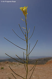 Erysimum verrucosum  Erysimum verrucosum,Geotagged,Spring