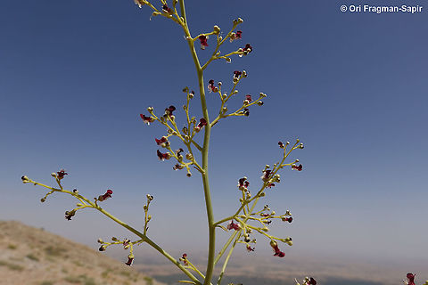 Scrophularia peyronii  Geotagged,Scrophularia peyronii,Spring