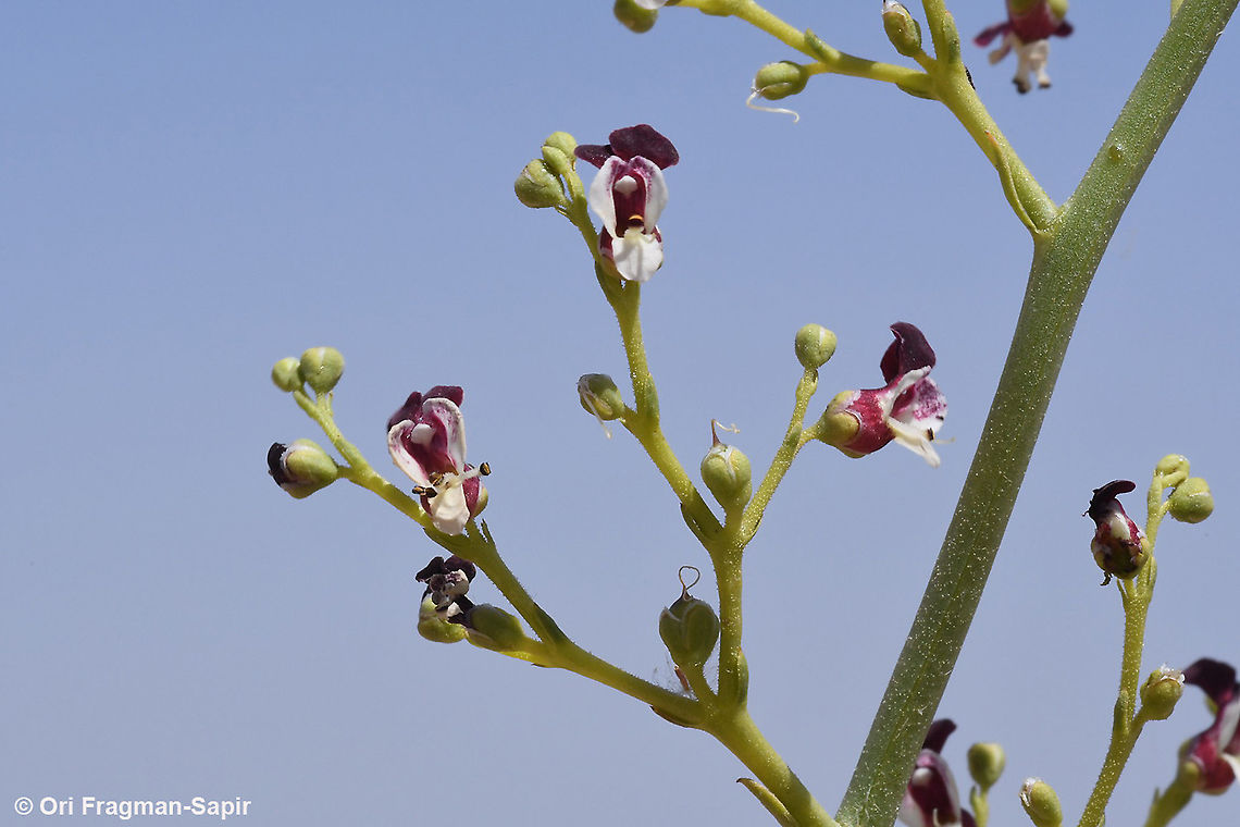 Scrophularia peyronii  Geotagged,Scrophularia peyronii,Spring