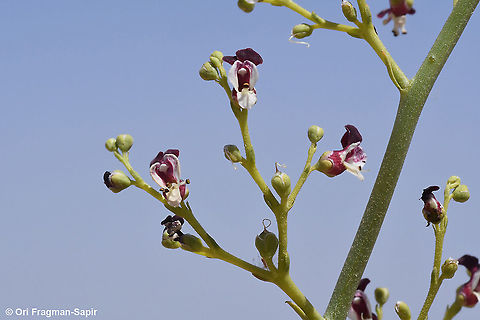 Scrophularia peyronii