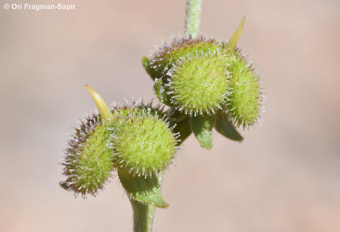 Cynoglossum montanum  Cynoglossum montanum,Geotagged,Mountain hound's tongue,Spring
