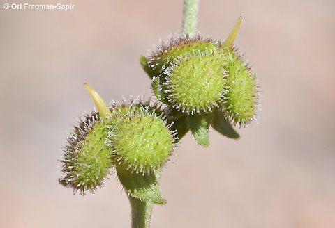 Cynoglossum montanum  Cynoglossum montanum,Geotagged,Mountain hound's tongue,Spring