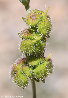 Cynoglossum montanum  Cynoglossum montanum,Geotagged,Mountain hound's tongue,Spring