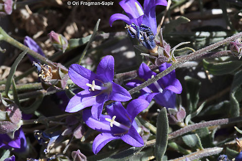 Campanula stricta  Campanula stricta,Geotagged,Spring