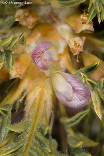 Astragalus echinus  Astragalus echinus,Geotagged,Spring