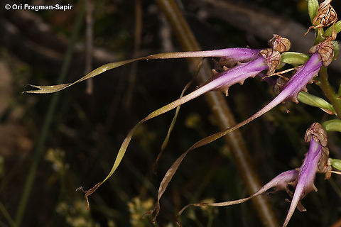 Himantoglossum caprinum (=galilaeum)  Galilee Lizard Orchid,Geotagged,Himantoglossum caprinum,Summer